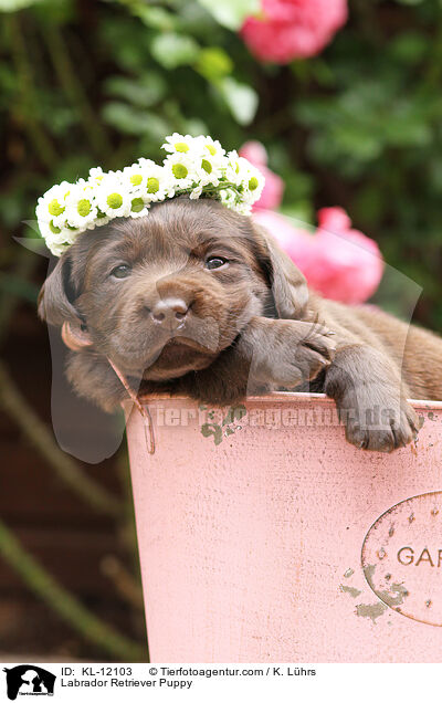 Labrador Retriever Welpe / Labrador Retriever Puppy / KL-12103