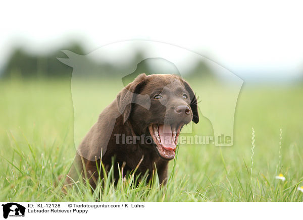 Labrador Retriever Puppy / KL-12128