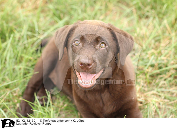 Labrador Retriever Puppy / KL-12130