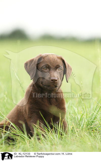 Labrador Retriever Puppy / KL-12133