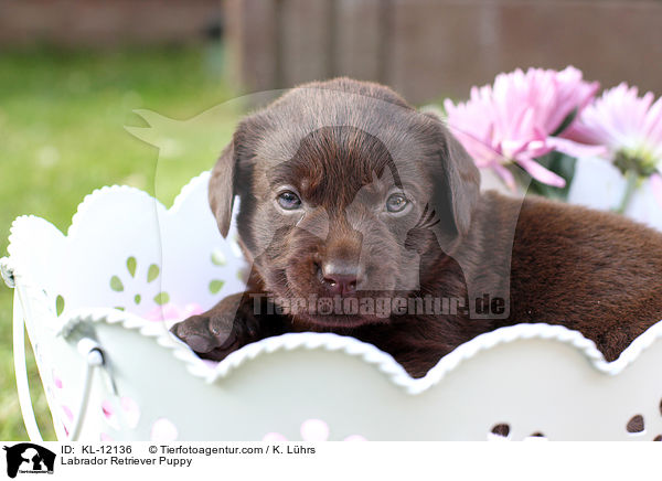 Labrador Retriever Puppy / KL-12136
