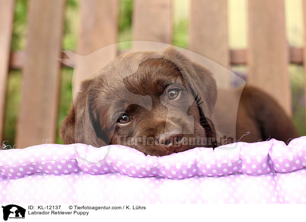 Labrador Retriever Puppy / KL-12137