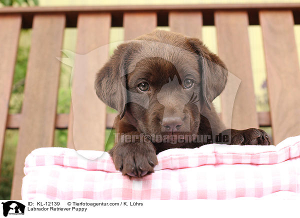 Labrador Retriever Puppy / KL-12139