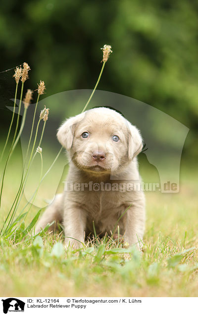 Labrador Retriever Puppy / KL-12164