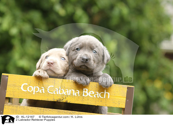 2 Labrador Retriever Puppies / KL-12167