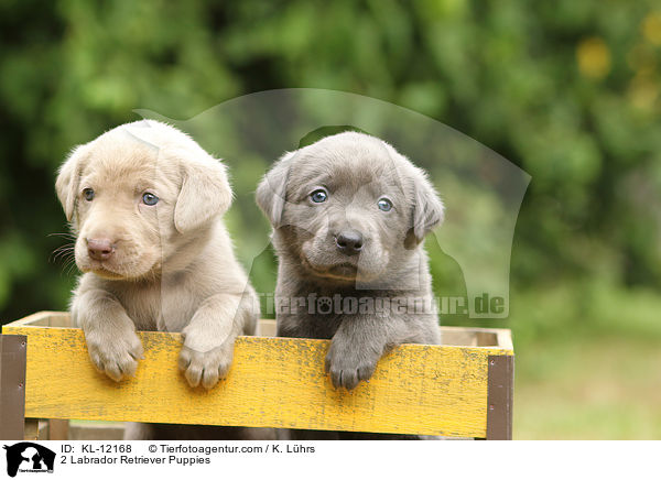 2 Labrador Retriever Welpen / 2 Labrador Retriever Puppies / KL-12168