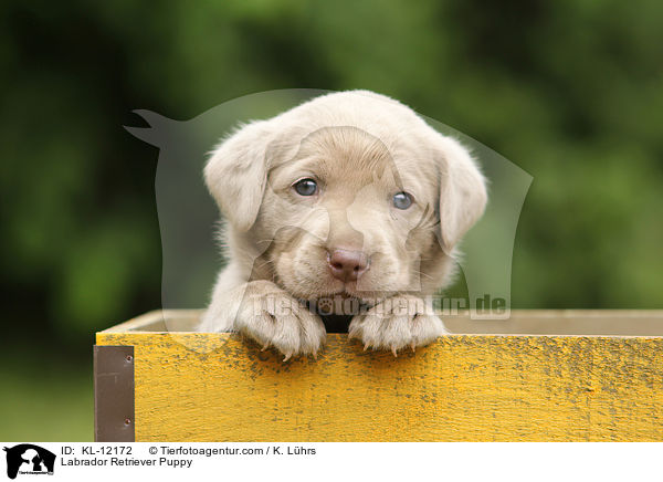 Labrador Retriever Welpe / Labrador Retriever Puppy / KL-12172