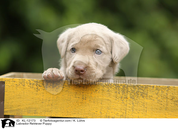 Labrador Retriever Puppy / KL-12173