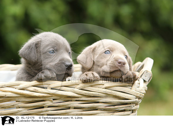 2 Labrador Retriever Puppies / KL-12175
