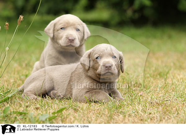 2 Labrador Retriever Puppies / KL-12183