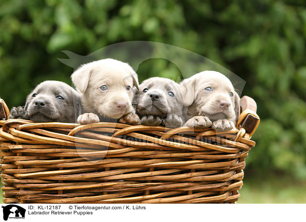 Labrador Retriever Puppies / KL-12187