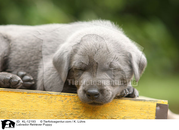 Labrador Retriever Welpe / Labrador Retriever Puppy / KL-12193