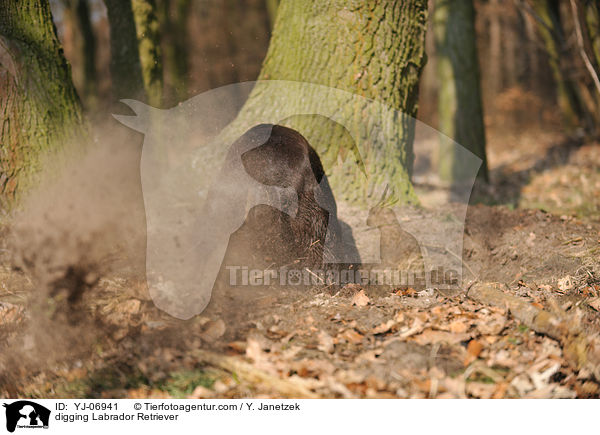 digging Labrador Retriever / YJ-06941