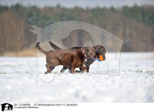 2 Labrador Retriever / YJ-06956
