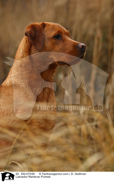 Labrador Retriever Portrait / Labrador Retriever Portrait / DG-07046