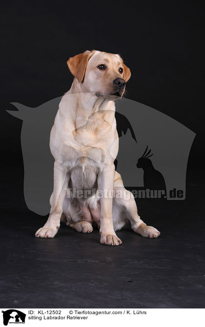sitzender Labrador Retriever / sitting Labrador Retriever / KL-12502