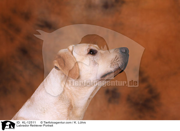 Labrador Retriever Portrait / Labrador Retriever Portrait / KL-12511