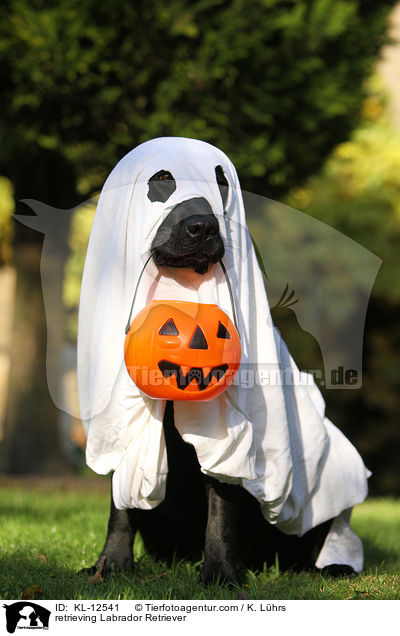 apportierender Labrador Retriever / retrieving Labrador Retriever / KL-12541