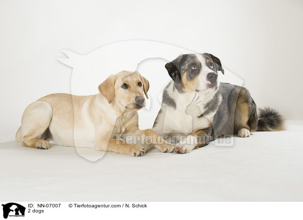 2 Hunde / 2 dogs / NN-07007