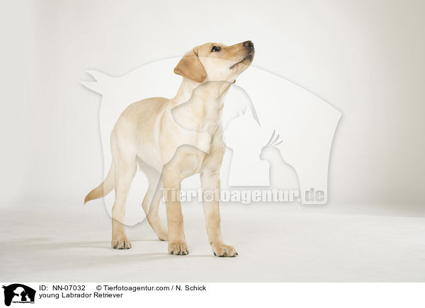 junger Labrador Retriever / young Labrador Retriever / NN-07032