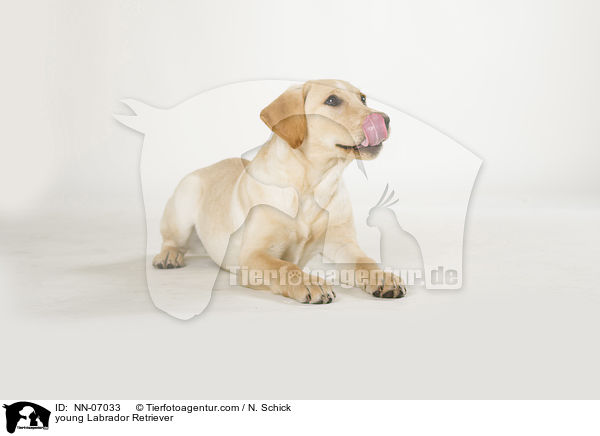 junger Labrador Retriever / young Labrador Retriever / NN-07033