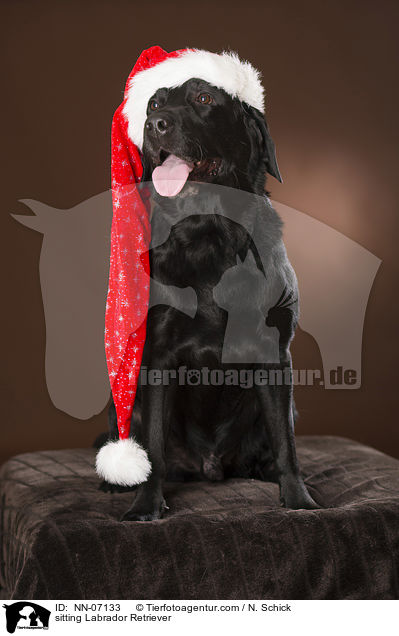 sitzender Labrador Retriever / sitting Labrador Retriever / NN-07133