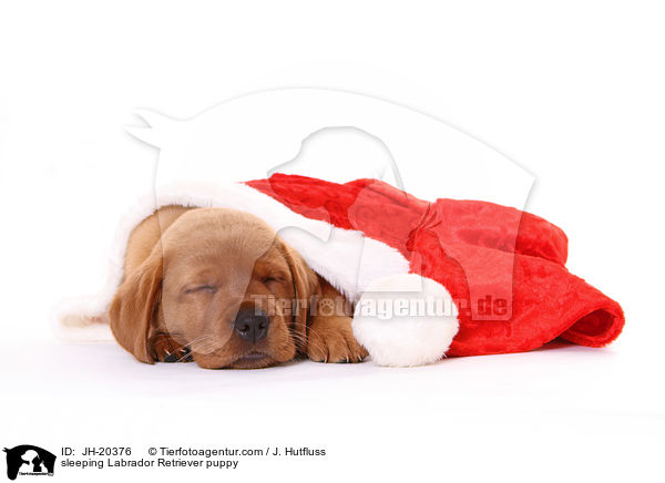 schlafender Labrador Retriever Welpe / sleeping Labrador Retriever puppy / JH-20376