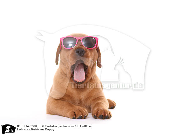 Labrador Retriever Welpe / Labrador Retriever Puppy / JH-20380
