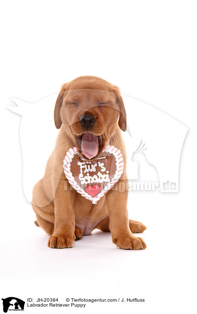 Labrador Retriever Welpe / Labrador Retriever Puppy / JH-20384