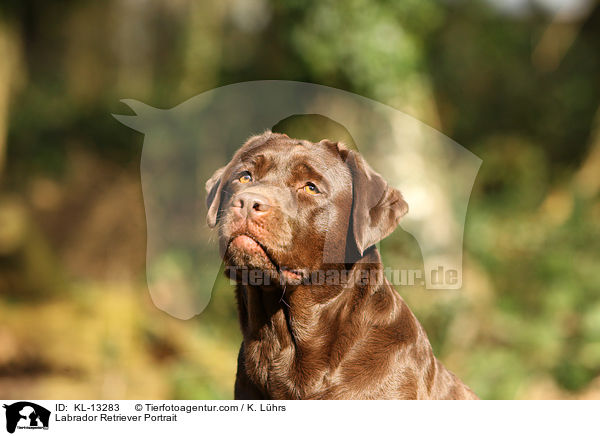 Labrador Retriever Portrait / KL-13283