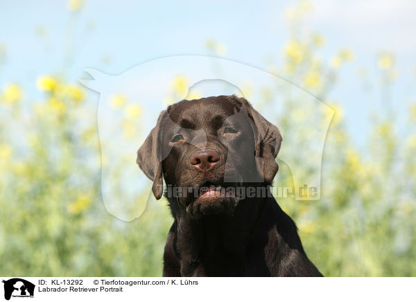 Labrador Retriever Portrait / KL-13292