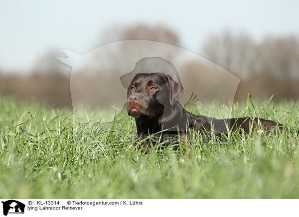 lying Labrador Retriever / KL-13314