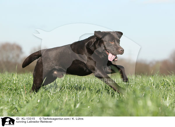 running Labrador Retriever / KL-13315