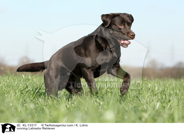 running Labrador Retriever / KL-13317