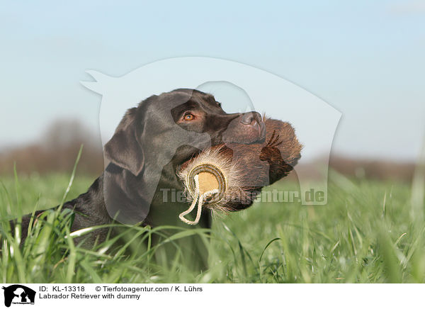 Labrador Retriever with dummy / KL-13318