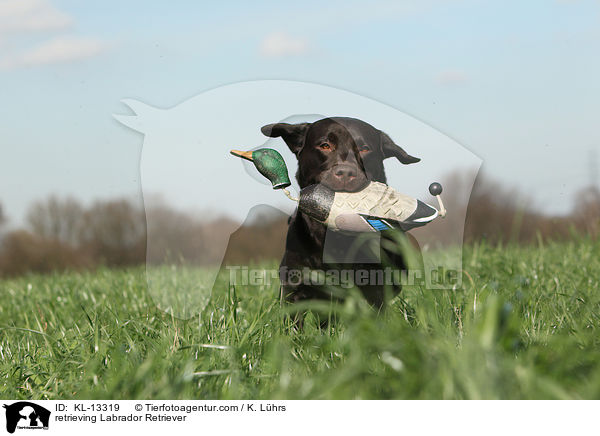 retrieving Labrador Retriever / KL-13319