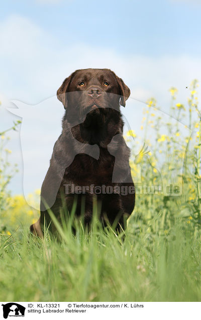 sitting Labrador Retriever / KL-13321