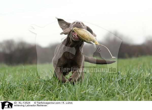 retrieving Labrador Retriever / KL-13524