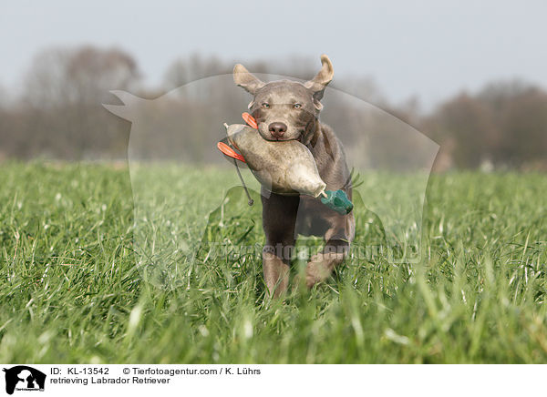 apportierender Labrador Retriever / retrieving Labrador Retriever / KL-13542