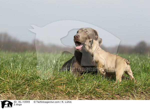 2 Hunde / 2 dogs / KL-13545