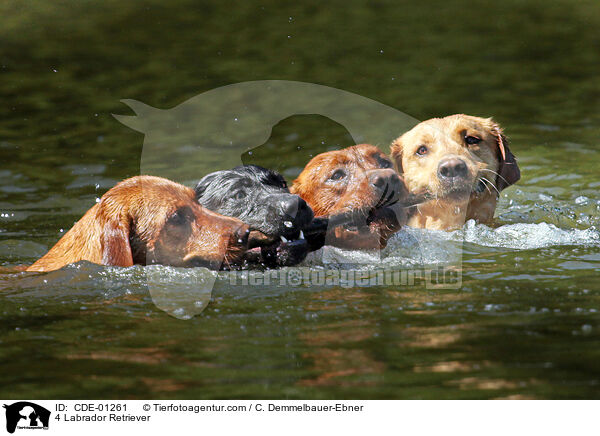 4 Labrador Retriever / CDE-01261