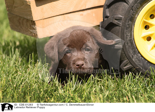 Labrador Retriever Puppy / CDE-01283