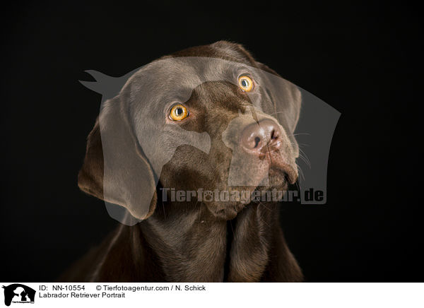 Labrador Retriever Portrait / NN-10554