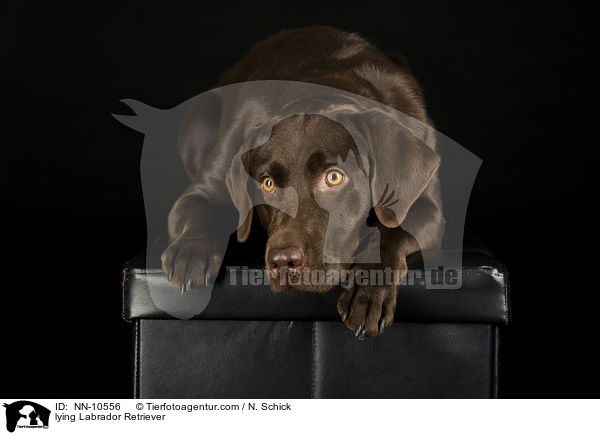 lying Labrador Retriever / NN-10556