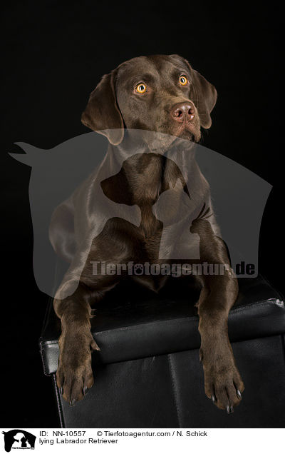 lying Labrador Retriever / NN-10557