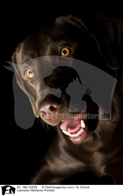 Labrador Retriever Portrait / NN-10558