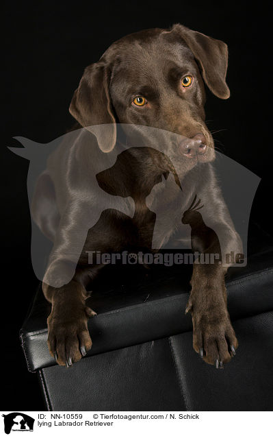 lying Labrador Retriever / NN-10559