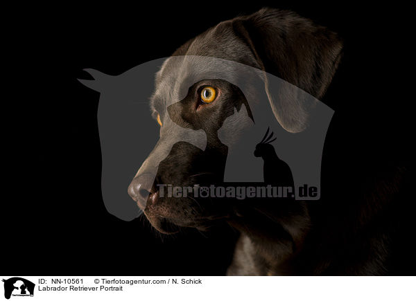 Labrador Retriever Portrait / NN-10561