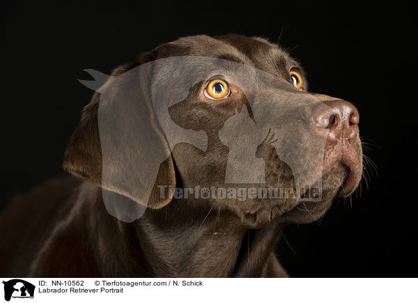 Labrador Retriever Portrait / NN-10562