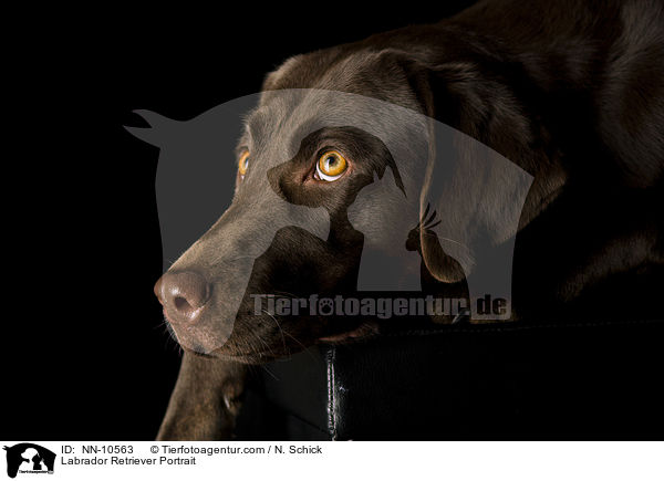 Labrador Retriever Portrait / NN-10563